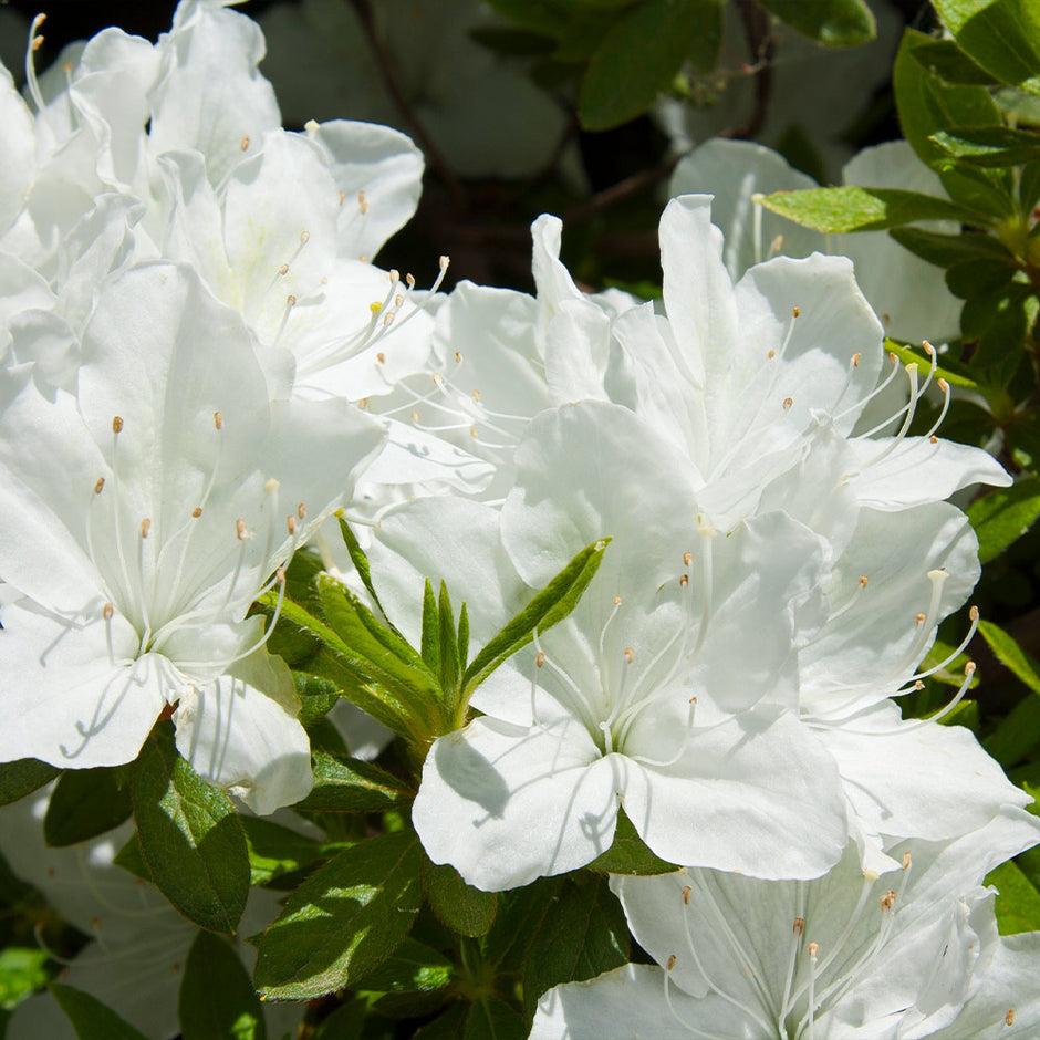 Azalea Delaware Valley White - View 2 from www redcrocus com