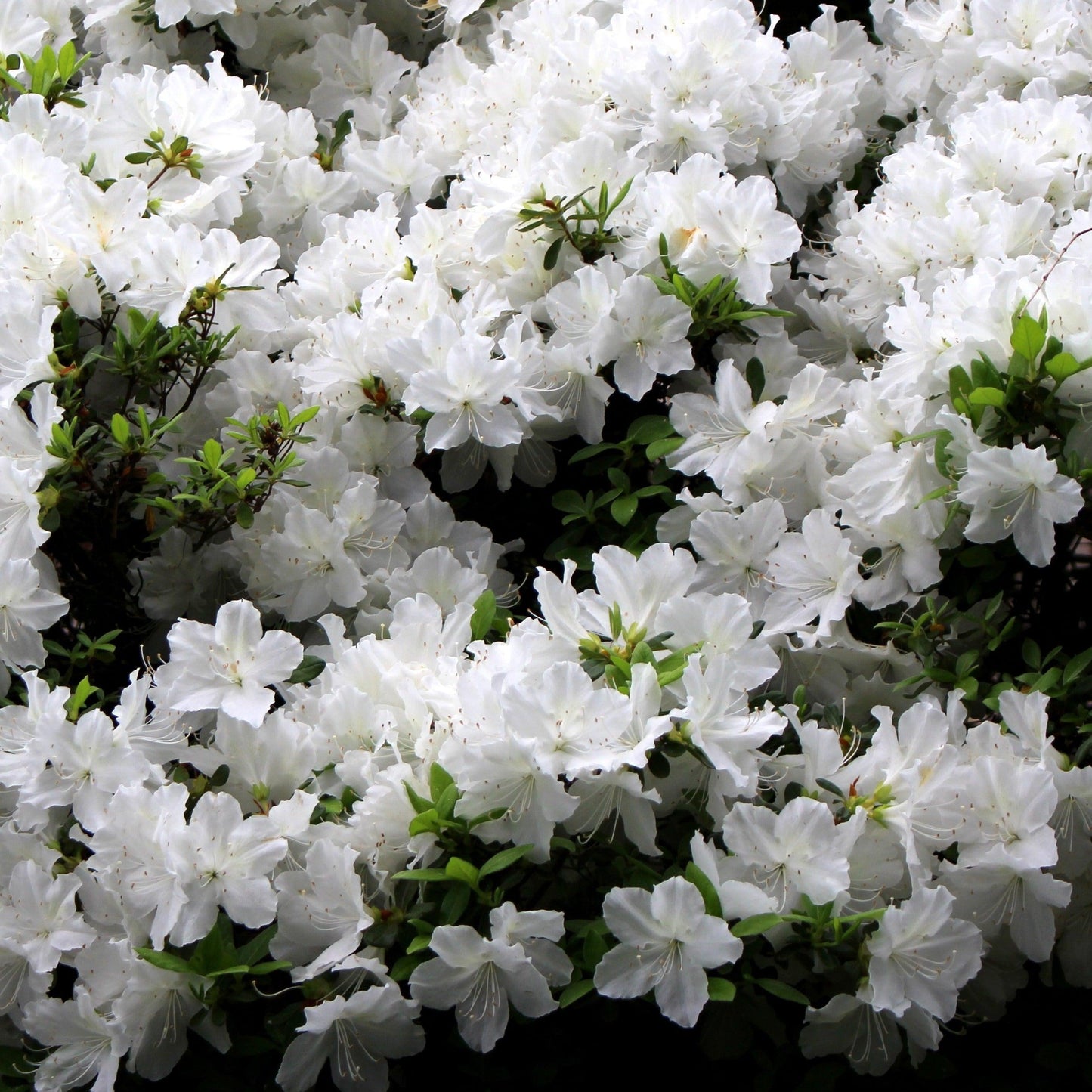 Azalea Delaware Valley White - View 3 from www redcrocus com