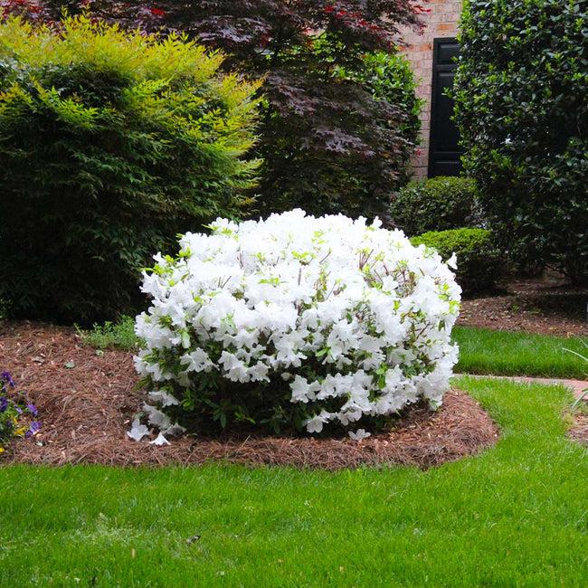 Azalea Delaware Valley White - View 4 from www redcrocus com