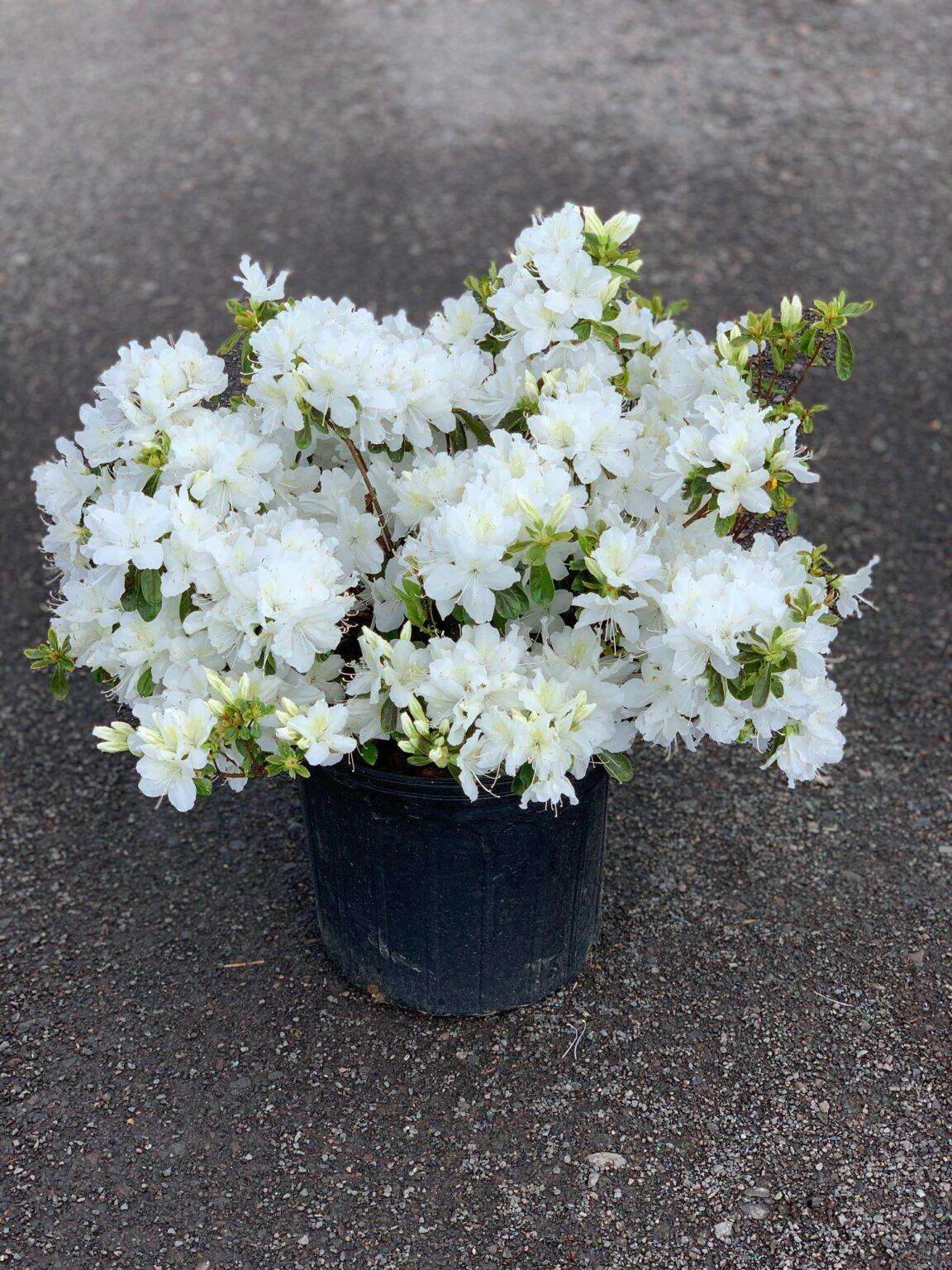 Azalea Delaware Valley White - View 5 from www redcrocus com