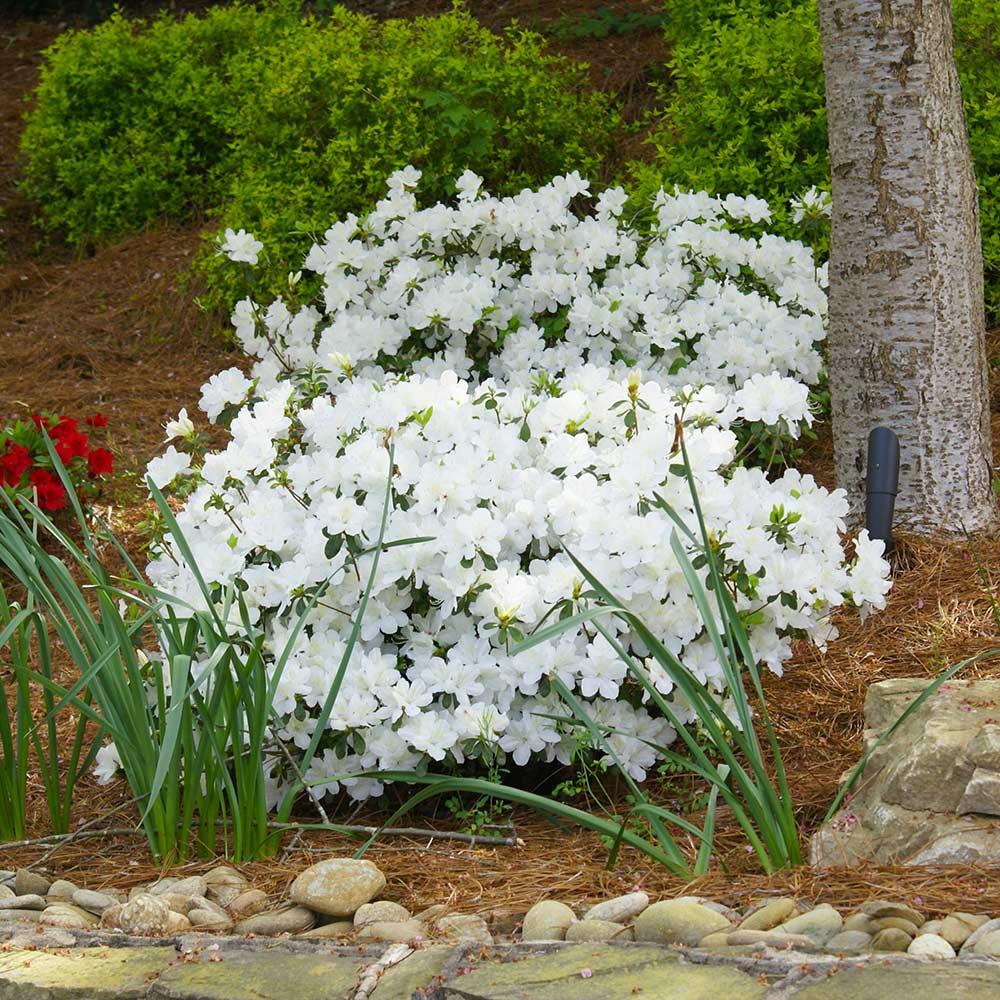 Azalea Delaware Valley White - View 6 from www redcrocus com
