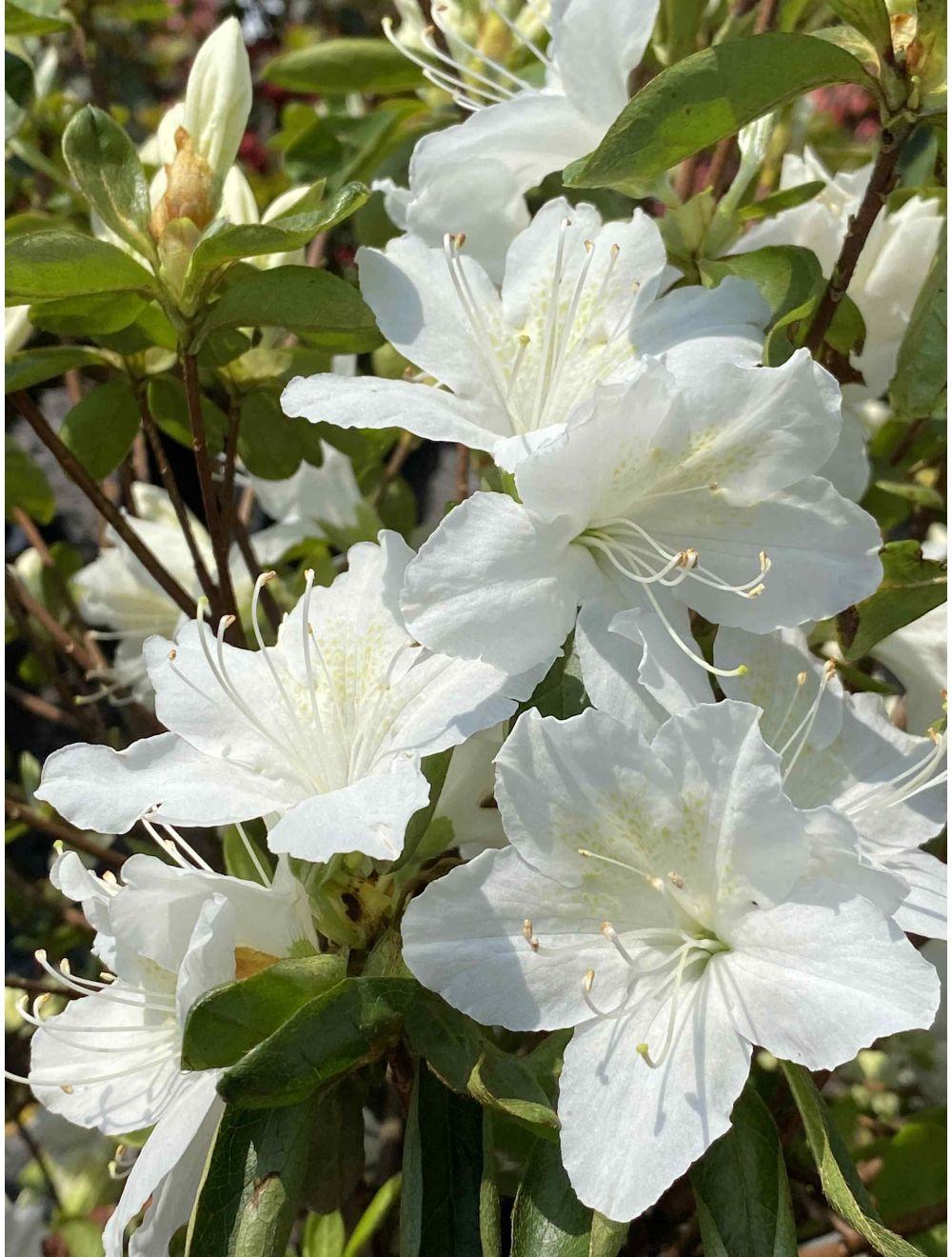 Azalea Delaware Valley White - View 7 from www redcrocus com