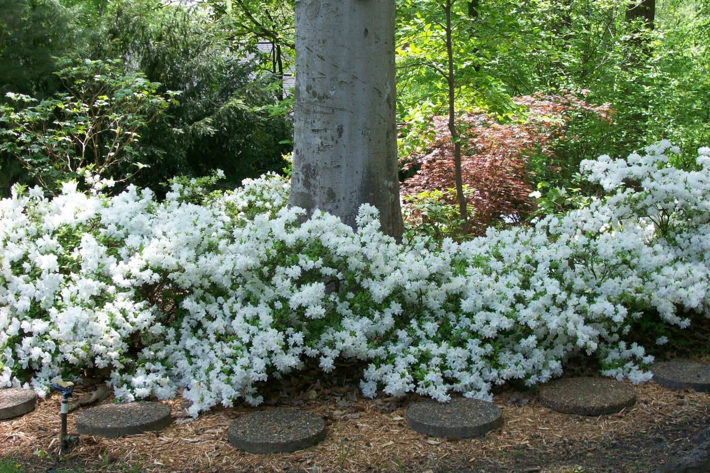 Azalea Delaware Valley White - View 8 from www redcrocus com