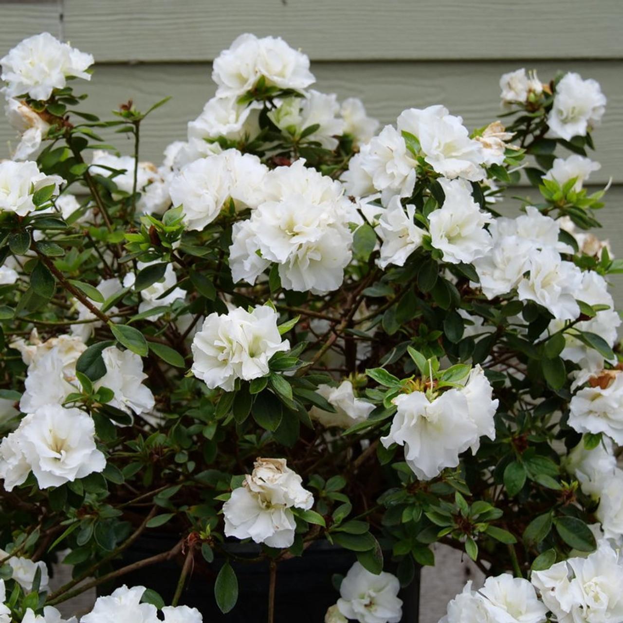 Azalea Delaware Valley White - View 9 from www redcrocus com