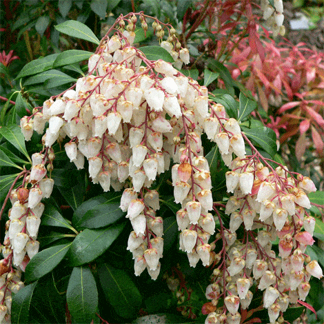 Pieris Japonica Scarlet O Hara - View 11 from www redcrocus com