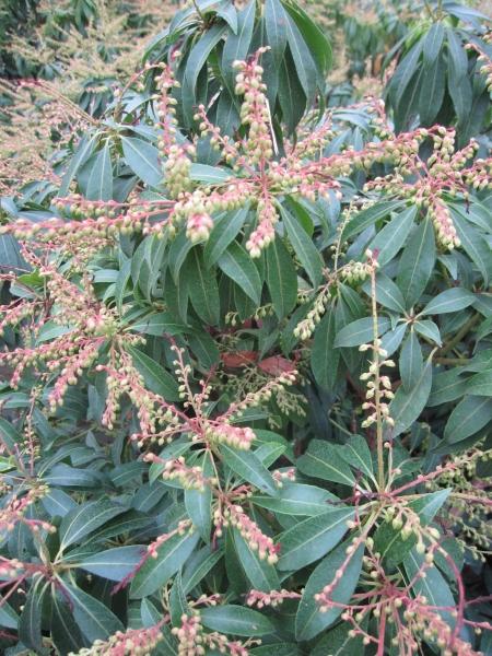 Pieris Japonica Scarlet O Hara - View 12 from www redcrocus com