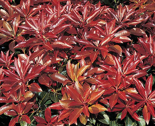 Pieris Japonica Scarlet O Hara - View 13 from www redcrocus com