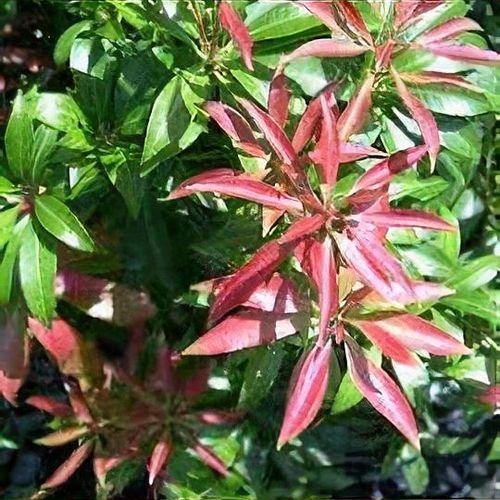 Pieris Japonica Scarlet O Hara - View 14 from www redcrocus com