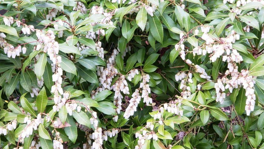 Pieris Japonica Scarlet O Hara - View 15 from www redcrocus com