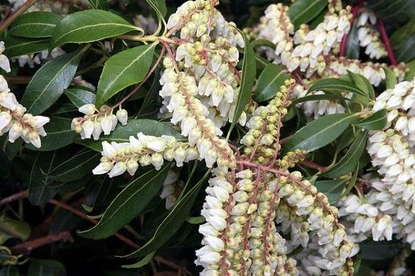 Pieris Japonica Scarlet O Hara - View 16 from www redcrocus com