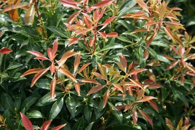 Pieris Japonica Scarlet O Hara - View 17 from www redcrocus com