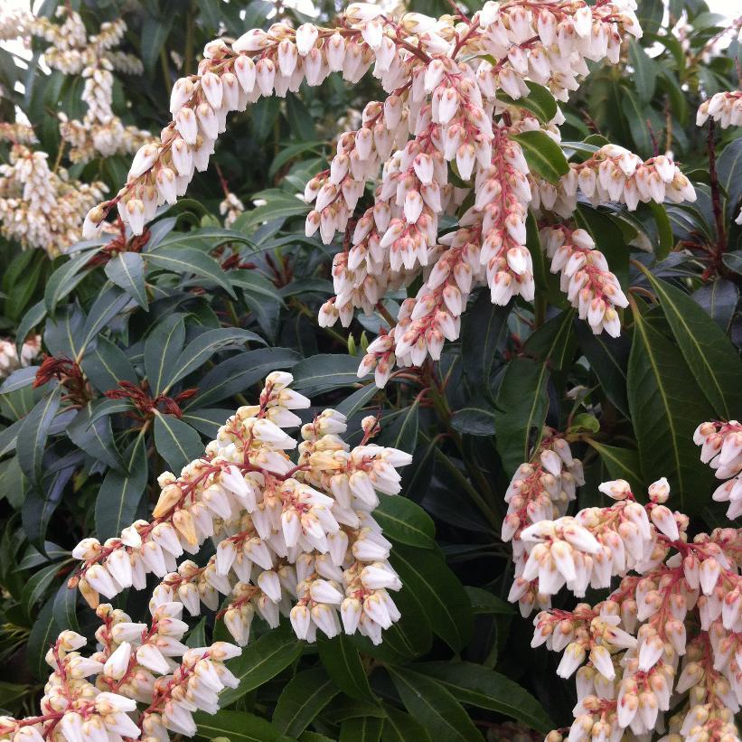 Pieris Japonica Scarlet O Hara - View 1 from www redcrocus com