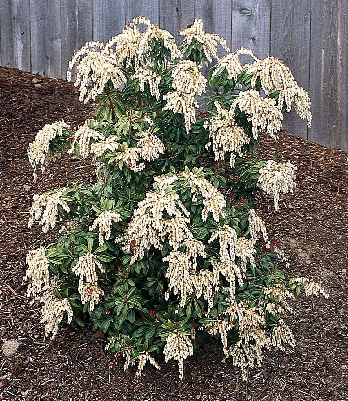 Pieris Japonica Scarlet O Hara - View 2 from www redcrocus com