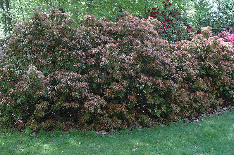 Pieris Japonica Scarlet O Hara - View 4 from www redcrocus com