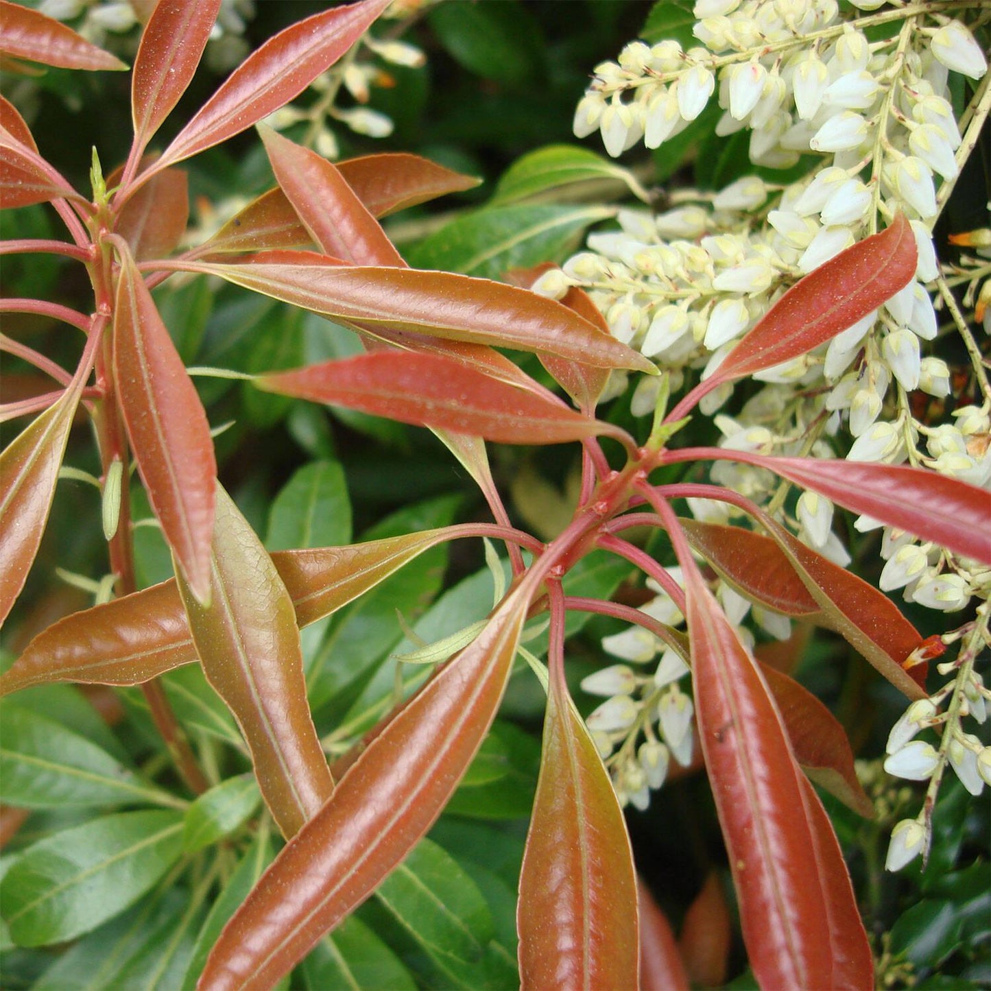 Pieris Japonica Scarlet O Hara - View 5 from www redcrocus com