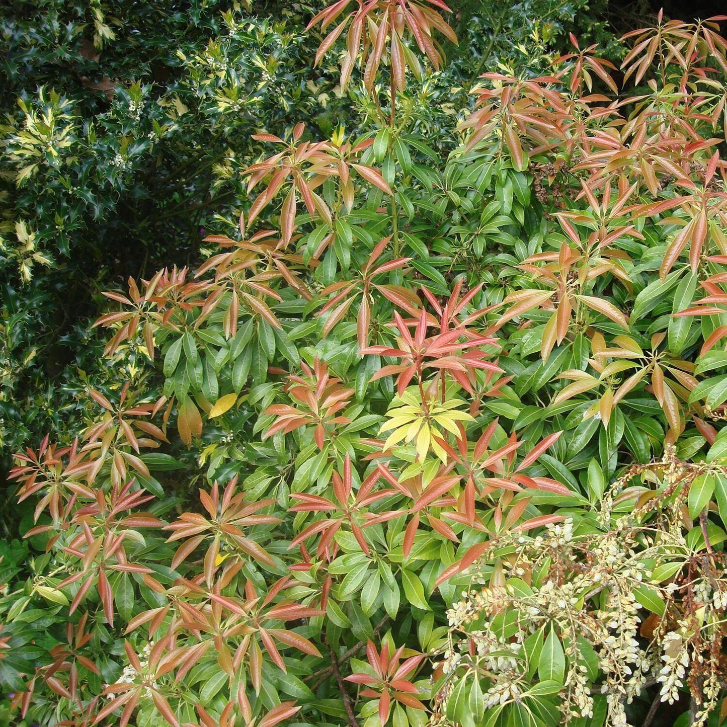 Pieris Japonica Scarlet O Hara - View 6 from www redcrocus com