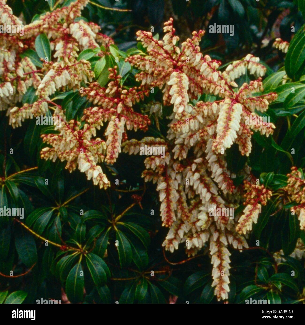 Pieris Japonica Scarlet O Hara - View 7 from www redcrocus com