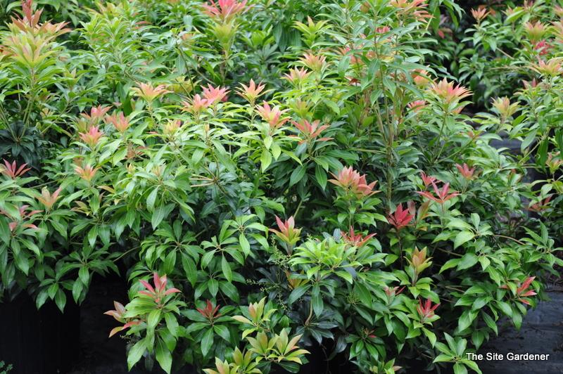 Pieris Japonica Scarlet O Hara - View 8 from www redcrocus com
