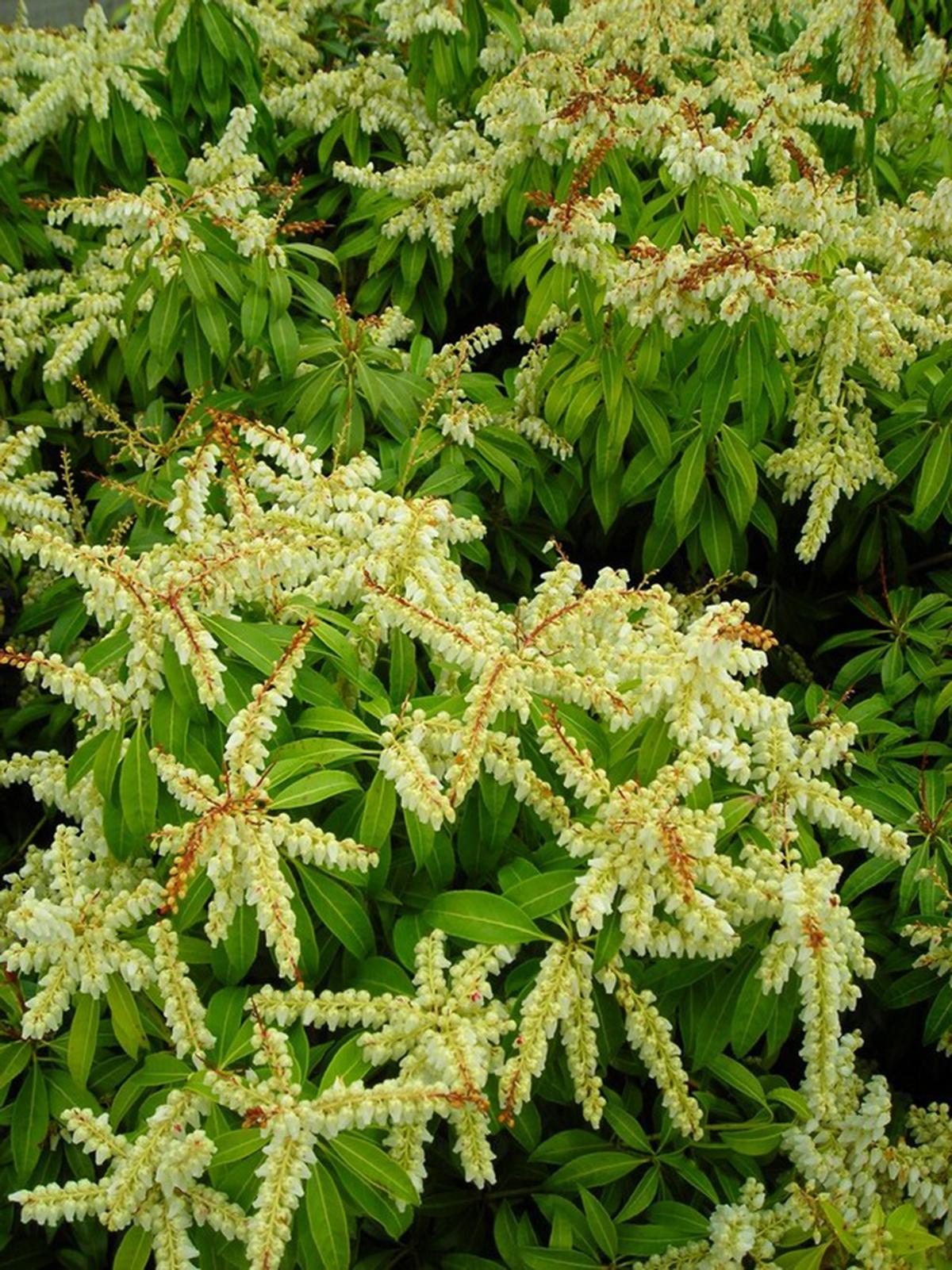 Pieris Japonica Scarlet O Hara - View 9 from www redcrocus com