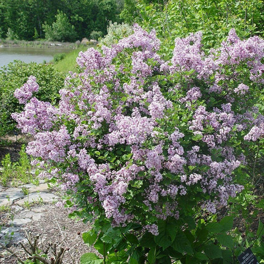 Syringa Meyeri Palibin - View 10 from www redcrocus com