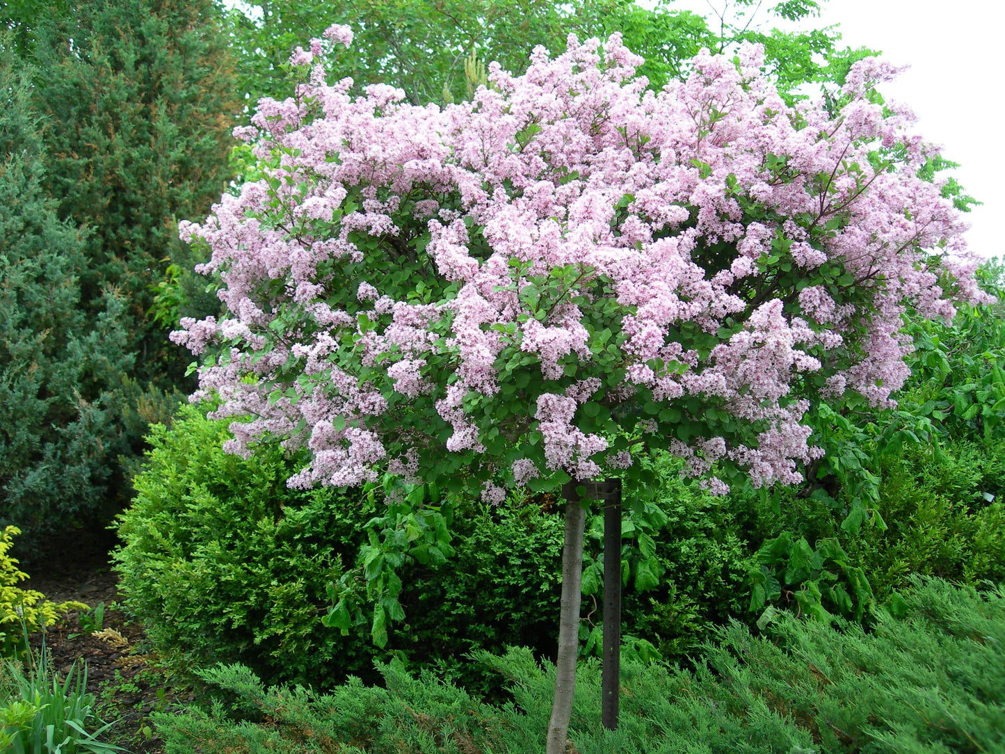 Syringa Meyeri Palibin - View 13 from www redcrocus com