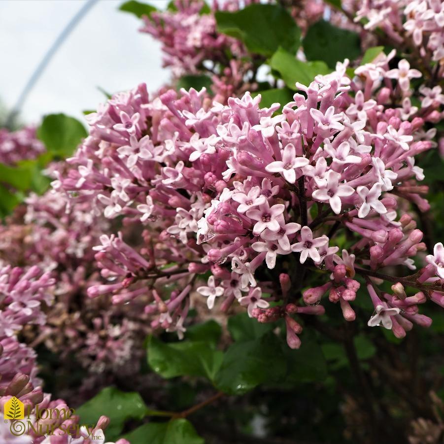 Syringa Meyeri Palibin - View 16 from www redcrocus com