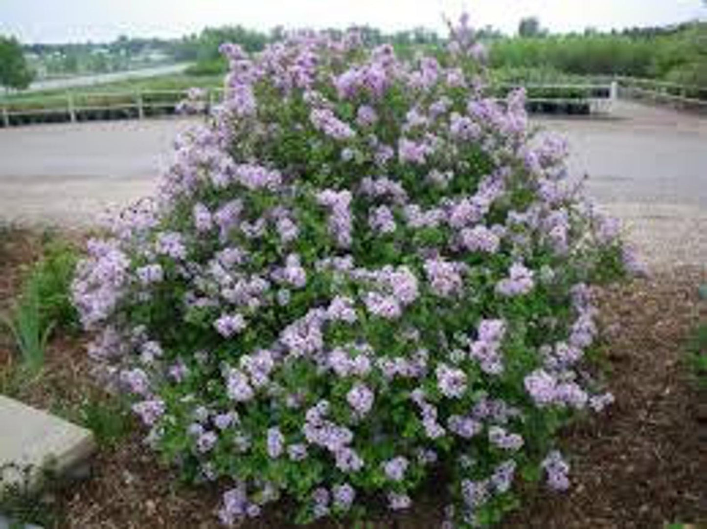 Syringa Meyeri Palibin - View 17 from www redcrocus com