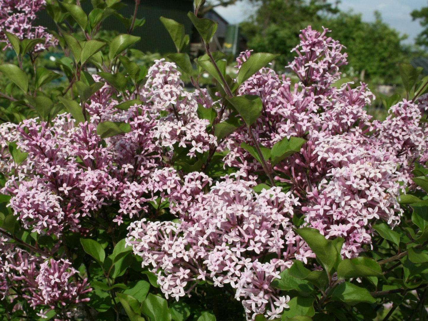Syringa Meyeri Palibin - View 19 from www redcrocus com