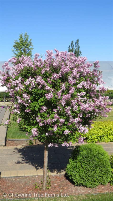 Syringa Meyeri Palibin - View 1 from www redcrocus com