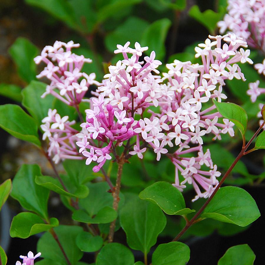 Syringa Meyeri Palibin - View 25 from www redcrocus com