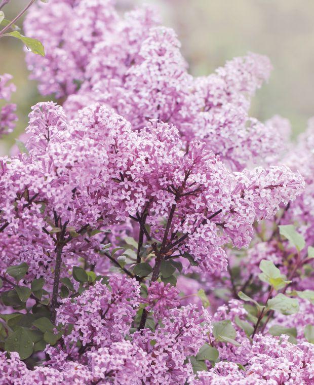 Syringa Meyeri Palibin - View 26 from www redcrocus com
