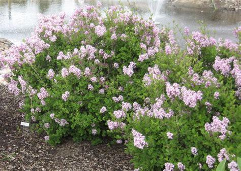 Syringa Meyeri Palibin - View 6 from www redcrocus com