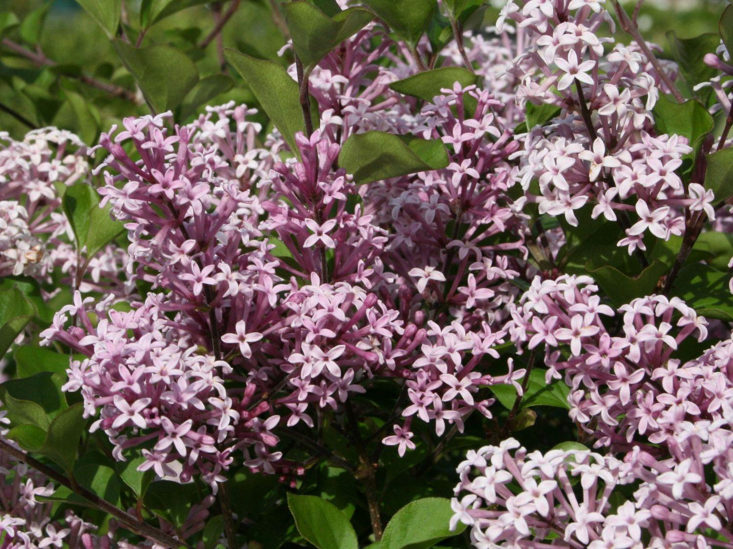 Syringa Meyeri Palibin - View 7 from www redcrocus com