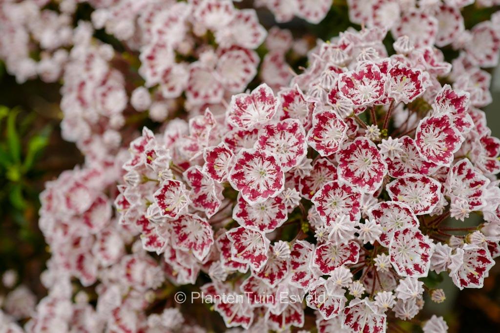 Kalmia Latifolia Minuet - View 10 from www redcrocus com