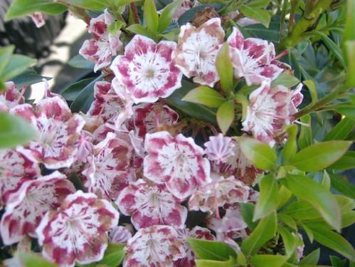Kalmia Latifolia Minuet - View 19 from www redcrocus com