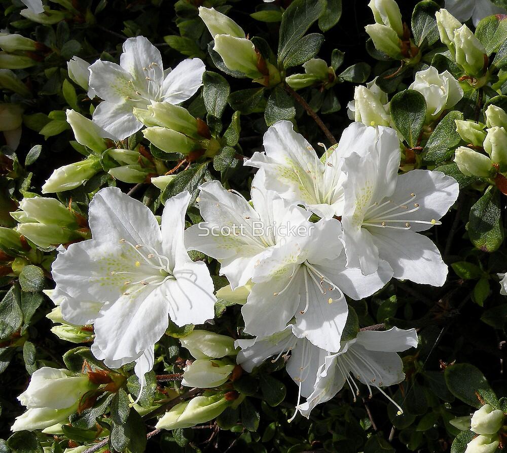 Azalea Delaware Valley White - View 18 from www redcrocus com