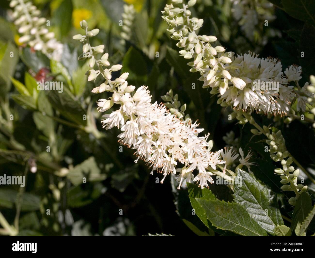Clethra Alnifolia Hummingbird - View 12 from www redcrocus com