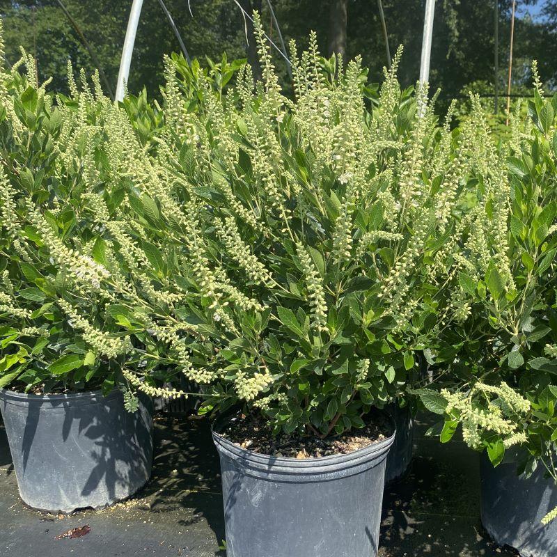 Clethra Alnifolia Hummingbird - View 17 from www redcrocus com