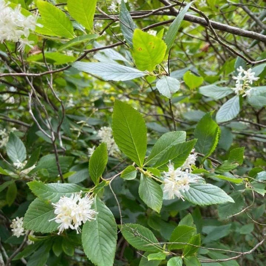 Clethra Alnifolia Hummingbird - View 18 from www redcrocus com