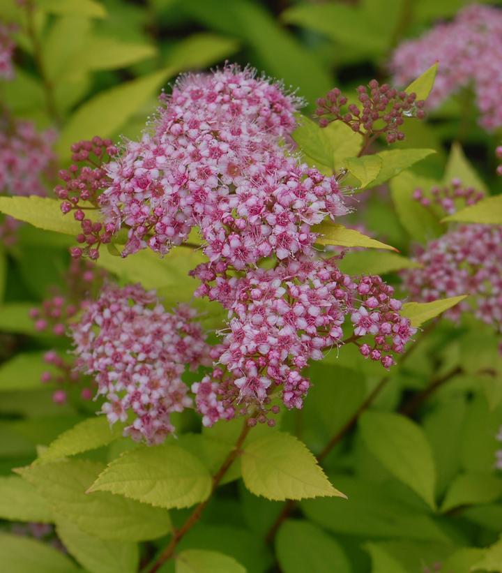 RedCrocus Goldmound Bumalda Spirea – Vibrant Golden Foliage & Pinkish-White Flowers, Easy Maintenance, Deer Resistant, Perfect for Borders & Foundation Plantings 3 Gallon