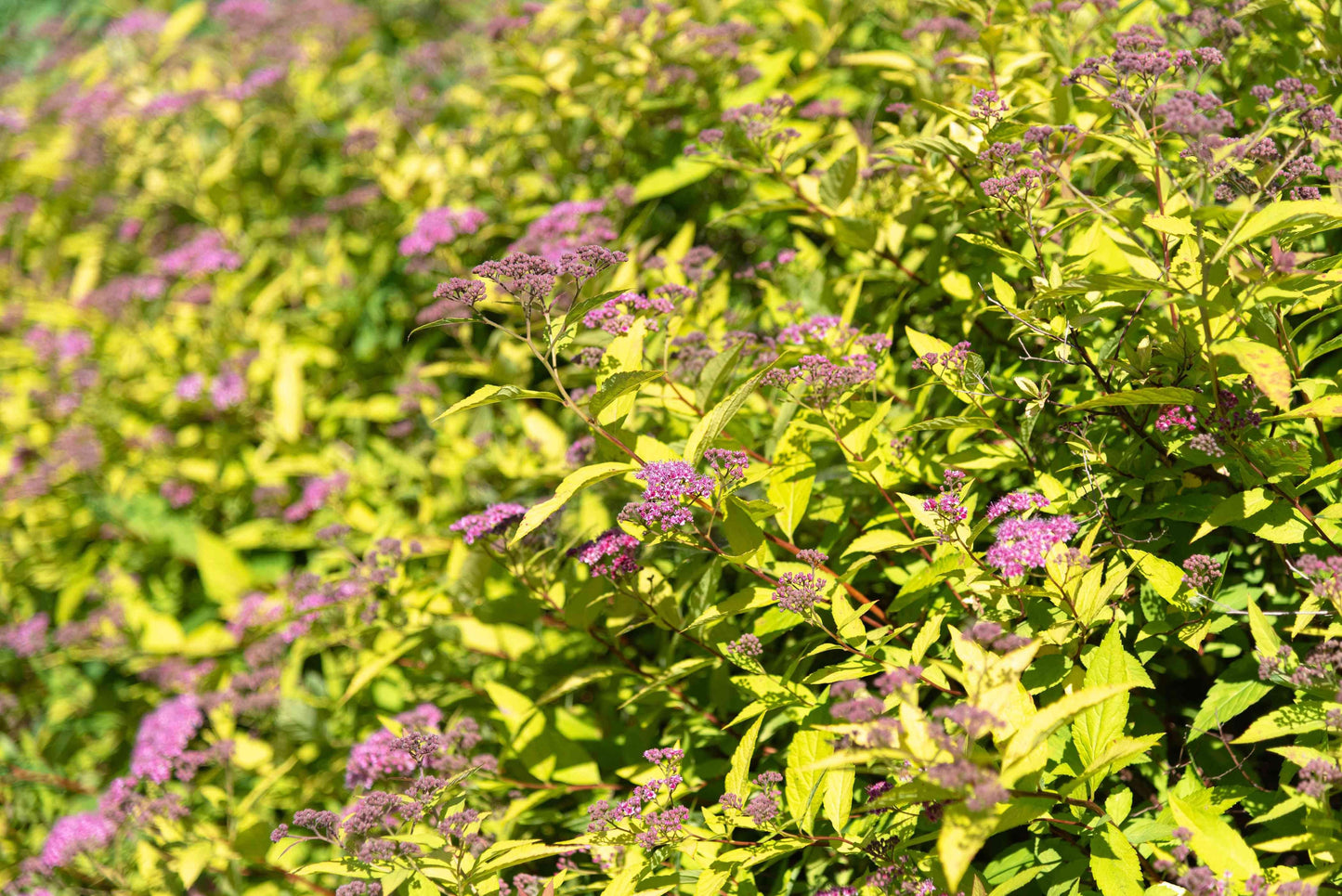 Spirea Bumalda Goldmound - View 15 from www redcrocus com