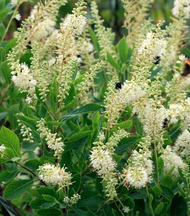 Clethra Alnifolia Hummingbird - View 14 from www redcrocus com
