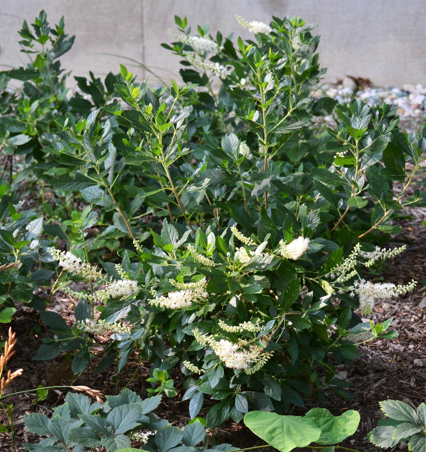 Clethra Alnifolia Hummingbird - View 7 from www redcrocus com