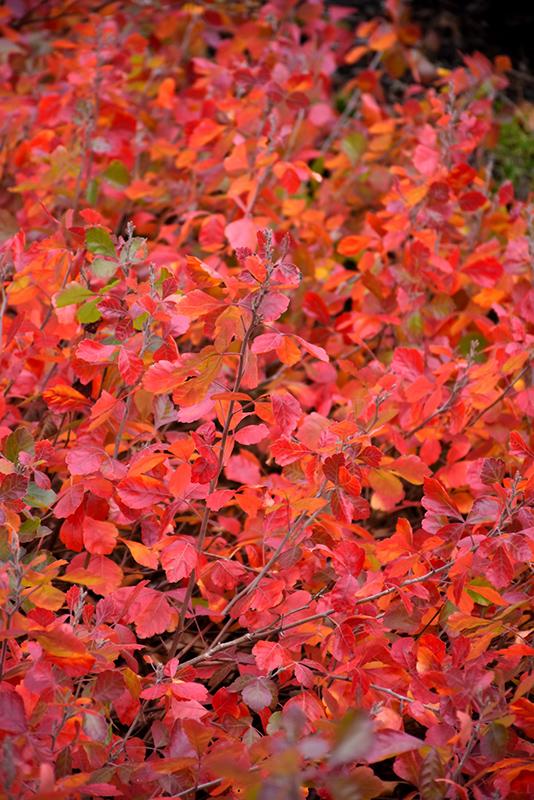 Rhus Aromatica Gro Low - View 13 from www redcrocus com