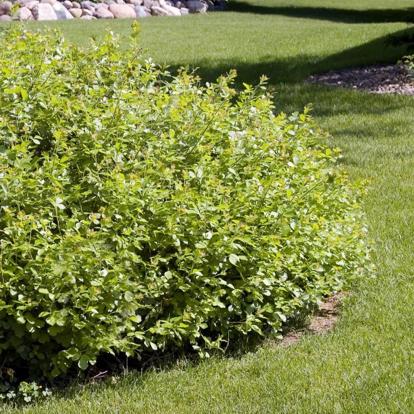Rhus Aromatica Gro Low - View 14 from www redcrocus com