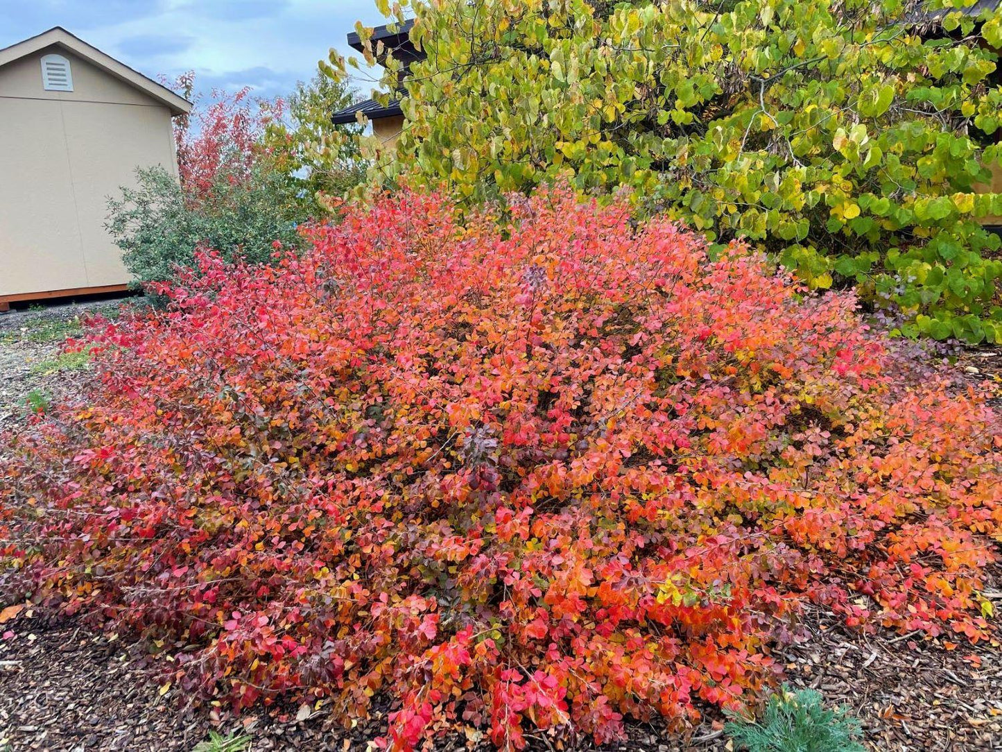 Rhus Aromatica Gro Low - View 16 from www redcrocus com