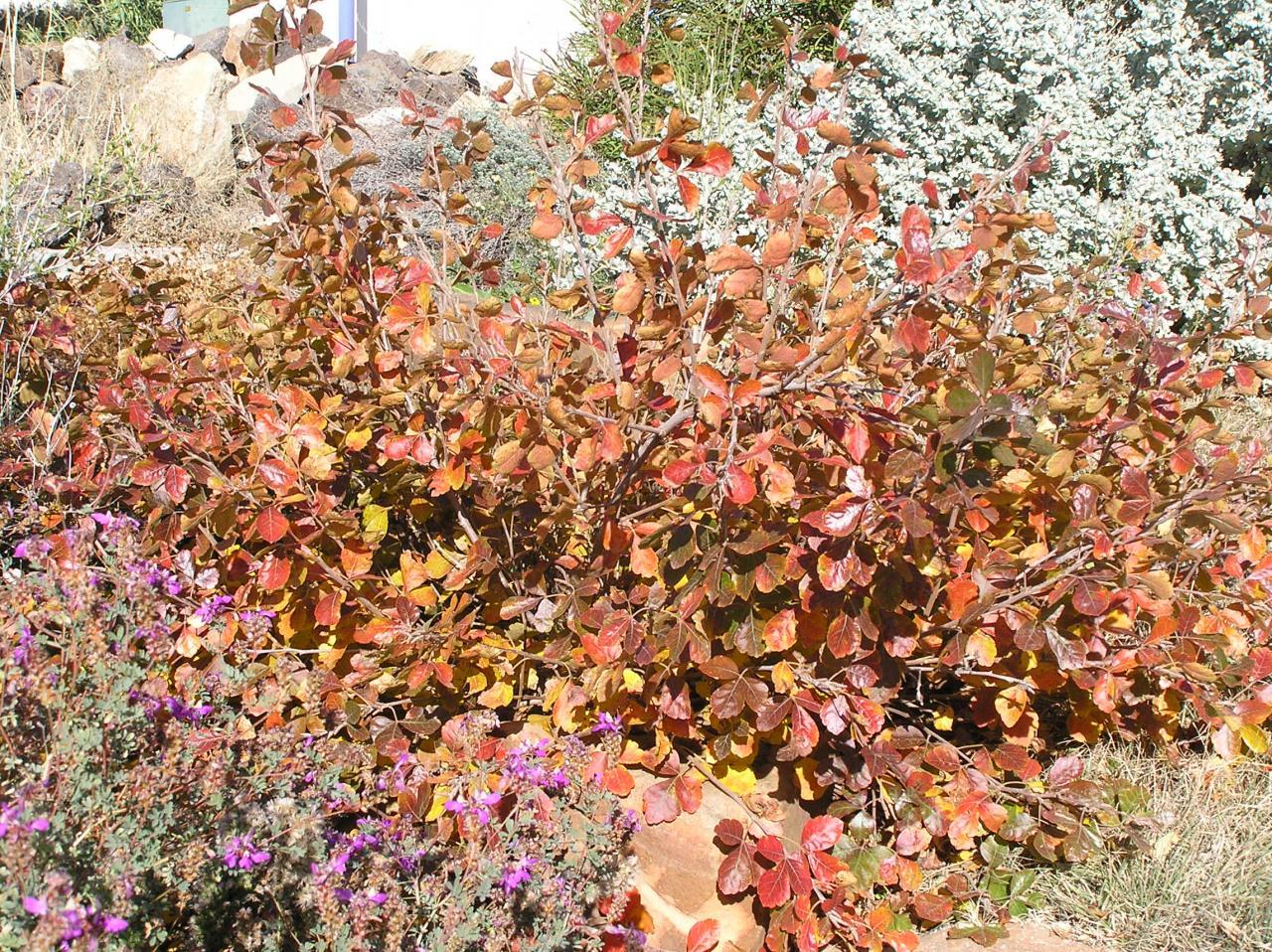 Rhus Aromatica Gro Low - View 17 from www redcrocus com