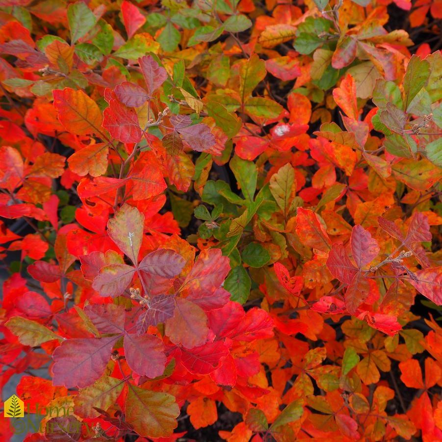 Rhus Aromatica Gro Low - View 1 from www redcrocus com