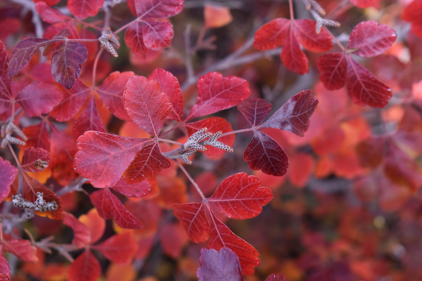 Rhus Aromatica Gro Low - View 20 from www redcrocus com