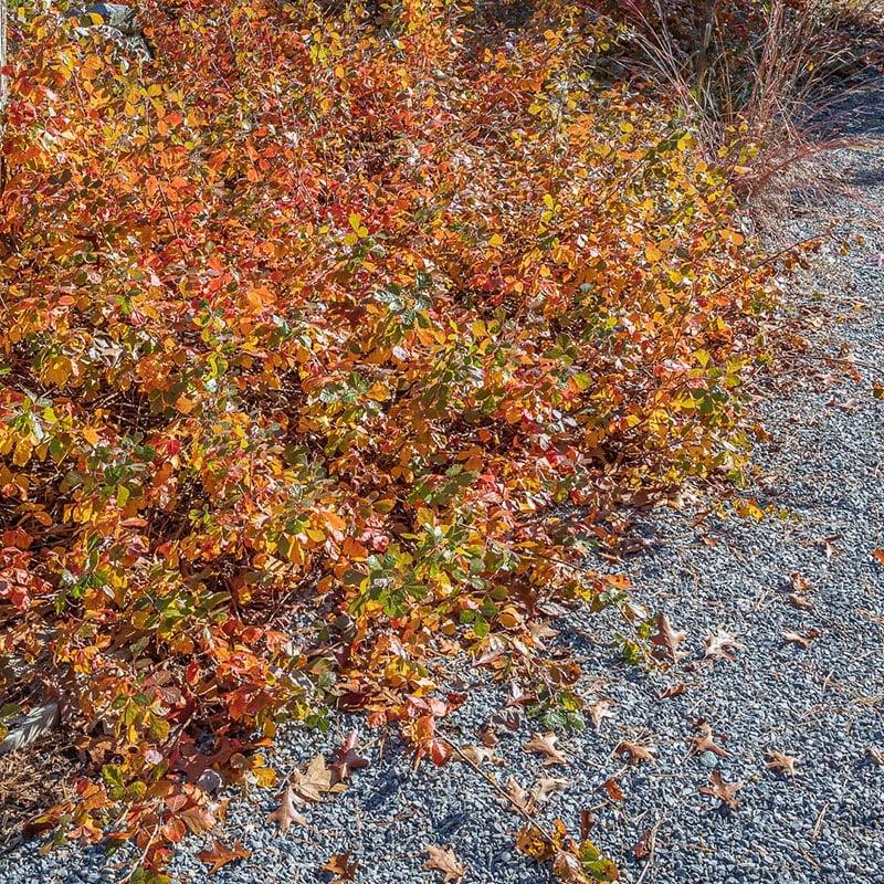 Rhus Aromatica Gro Low - View 5 from www redcrocus com